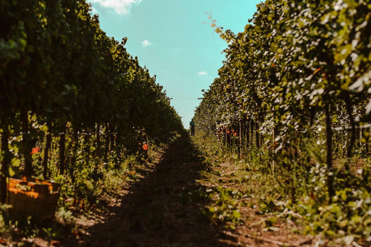 Вілла La Vinia Bed&Wine Experience - Adults Only Сассарі Екстер'єр фото